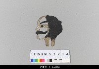 藏品(中國湖北皮影戲偶頭-生)的圖片